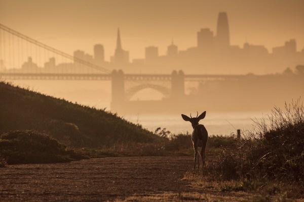deer Golden Gate Bridge