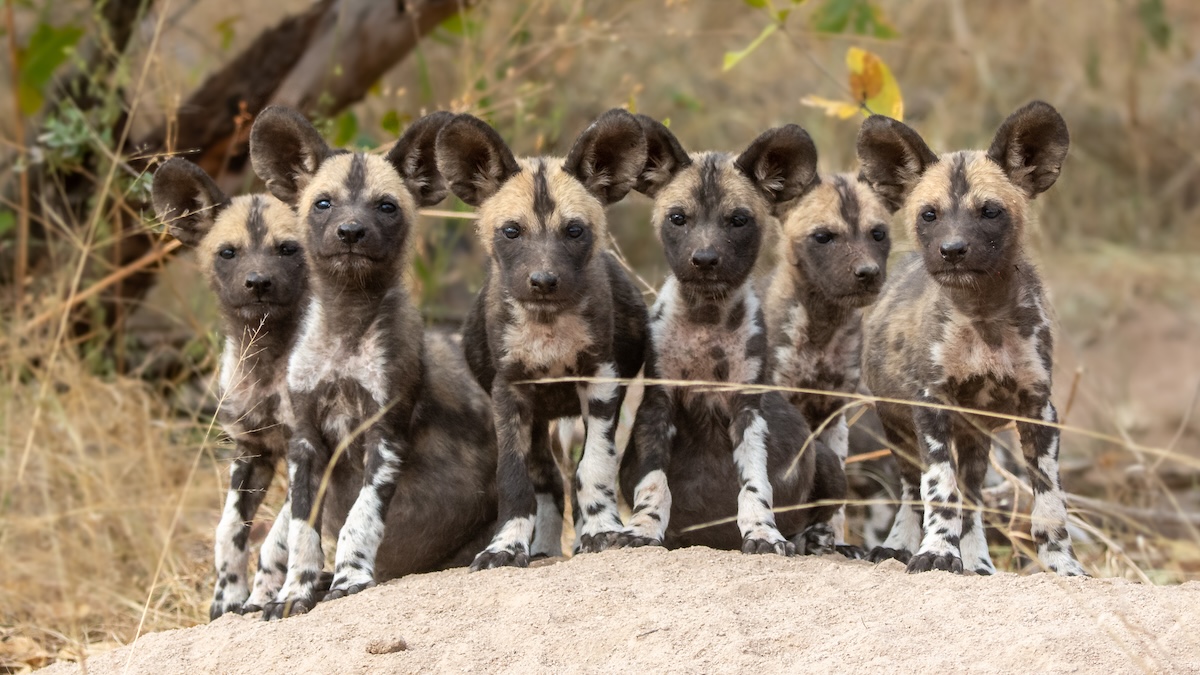 wild dog puppies