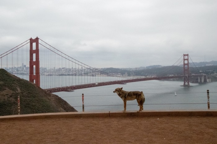 Coyotes Golden Gate Bridge