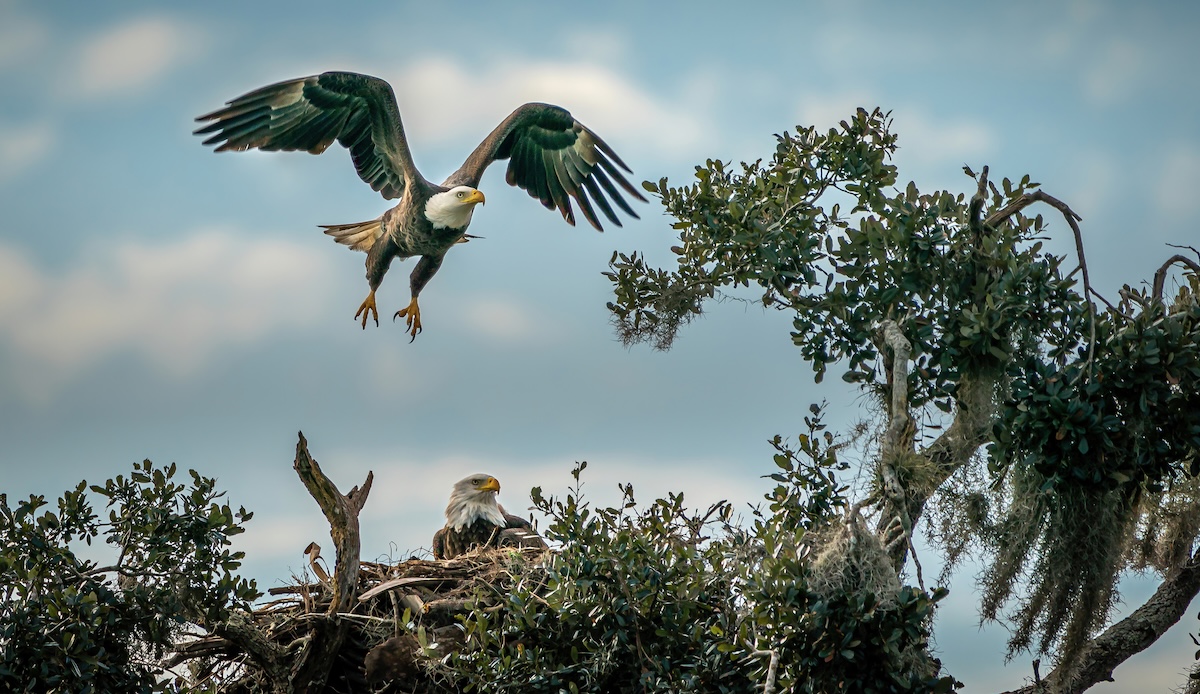 bald eagle eggs