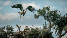 bald eagle eggs