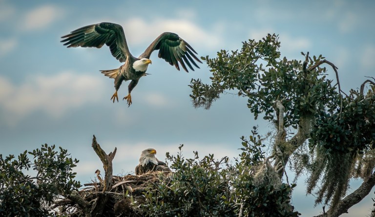 bald eagle eggs