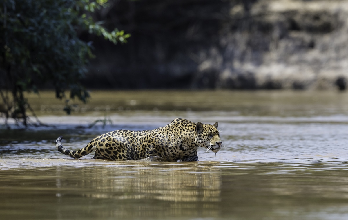 Jaguar Drags Its Massive Prey in Brazil as Tourists Watch (Video)