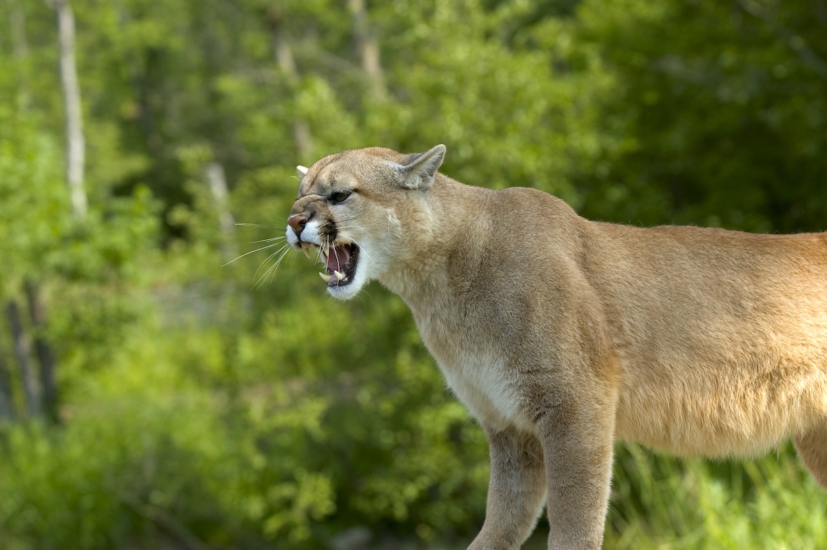 mountain lion growl