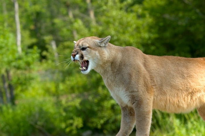 mountain lion growl