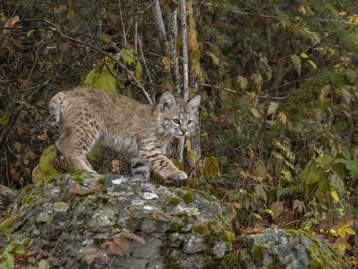 Bobcat Kittens trail cam