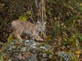 Bobcat Kittens trail cam