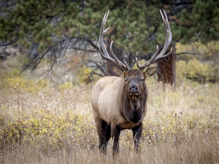 Bull Elk woman screamed