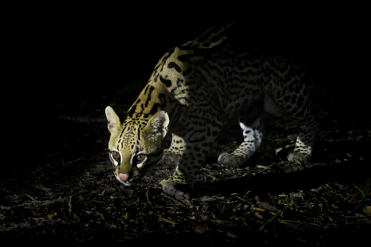 Trail Cam Spots Rare Ocelot in Southern Arizona