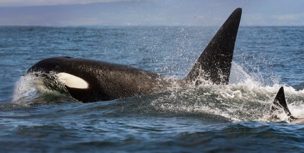 orca fisherman viral video