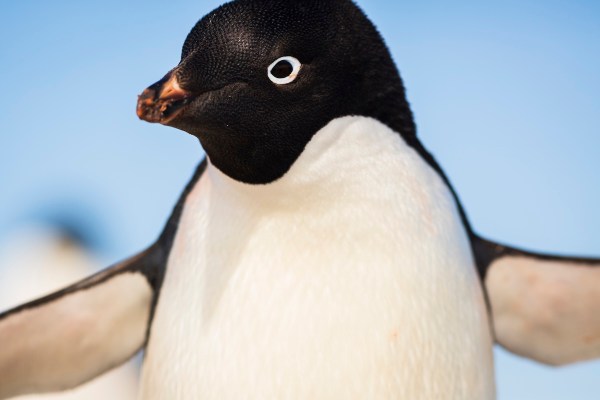 penguin trail camera