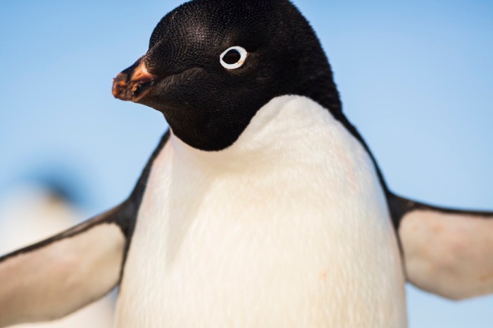 penguin trail camera