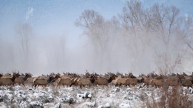 elk herd school