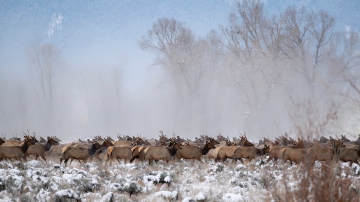 elk herd school