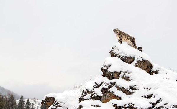 snow leopard ibex