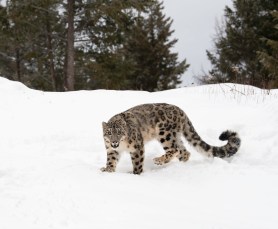 snow leopard skier attack