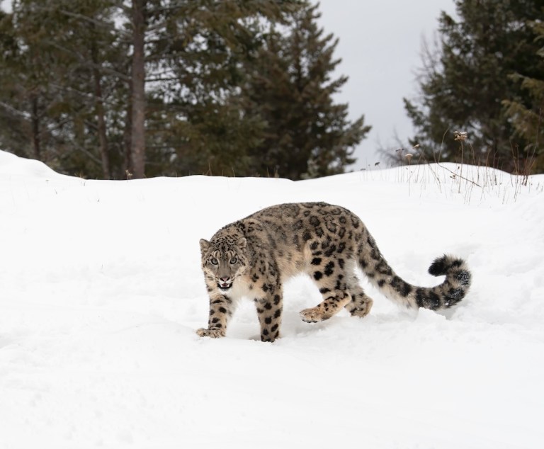 snow leopard skier attack