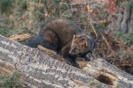 two rare animals wisconsin trail cam