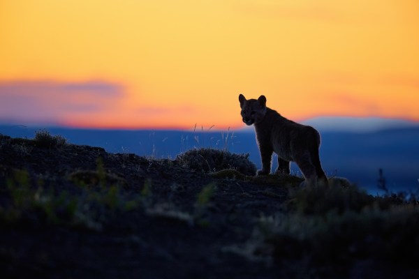 mountain lion cub
