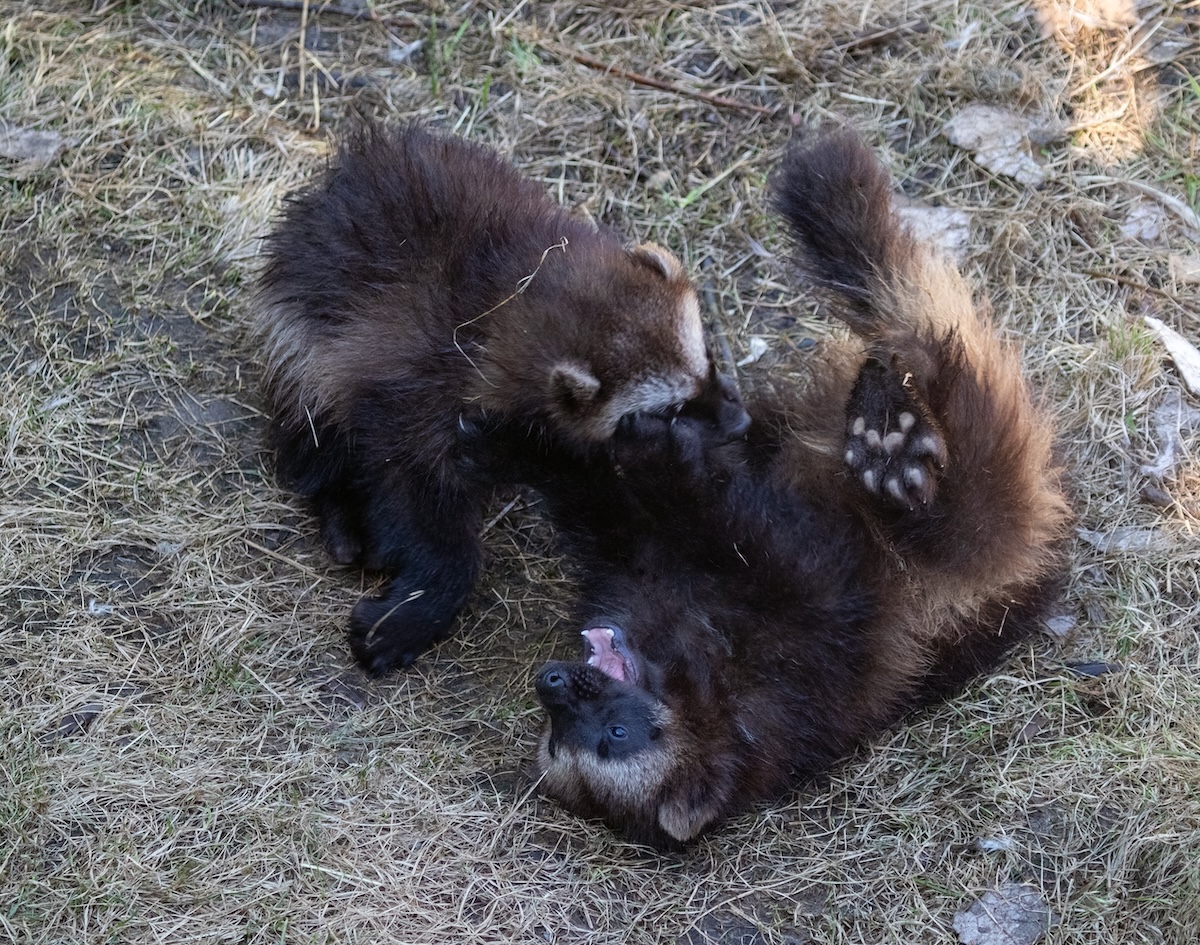 baby wolverines
