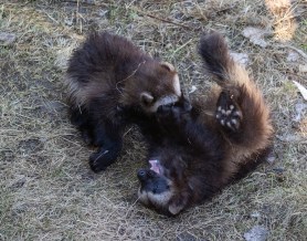 baby wolverines