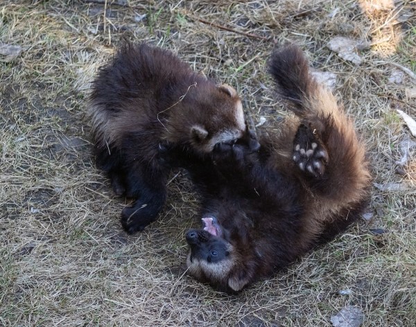 baby wolverines