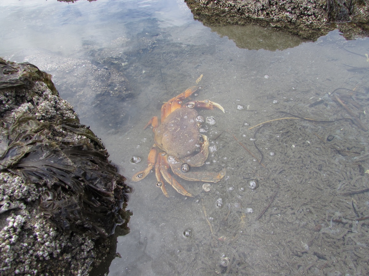 crab tide pool octopus
