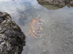 crab tide pool octopus