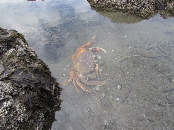 crab tide pool octopus