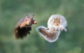 kung fu squirrel