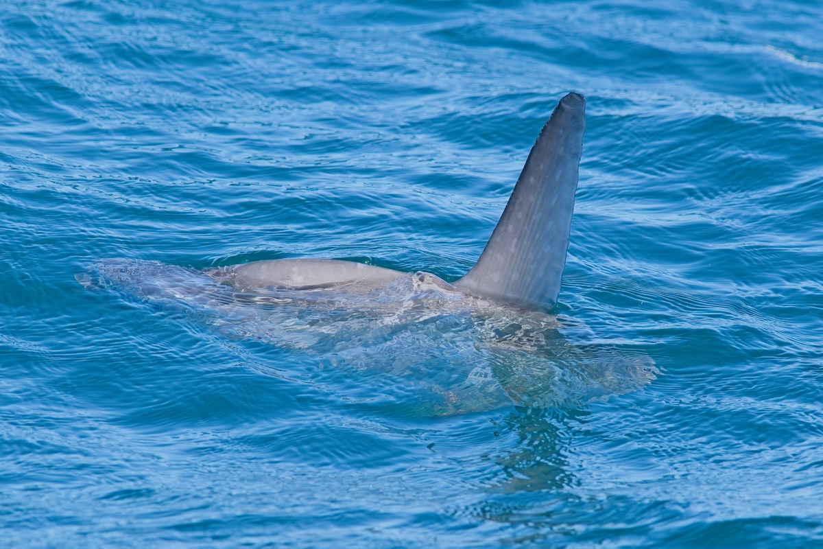 ocean sunfish great white shark