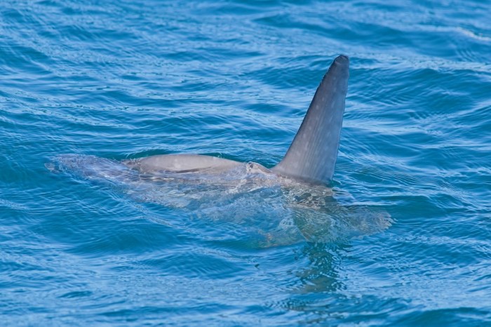 ocean sunfish great white shark