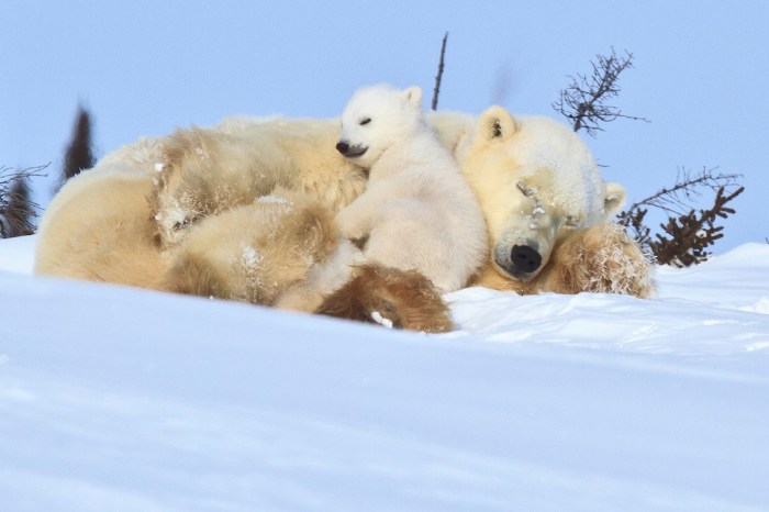 polar bear den video