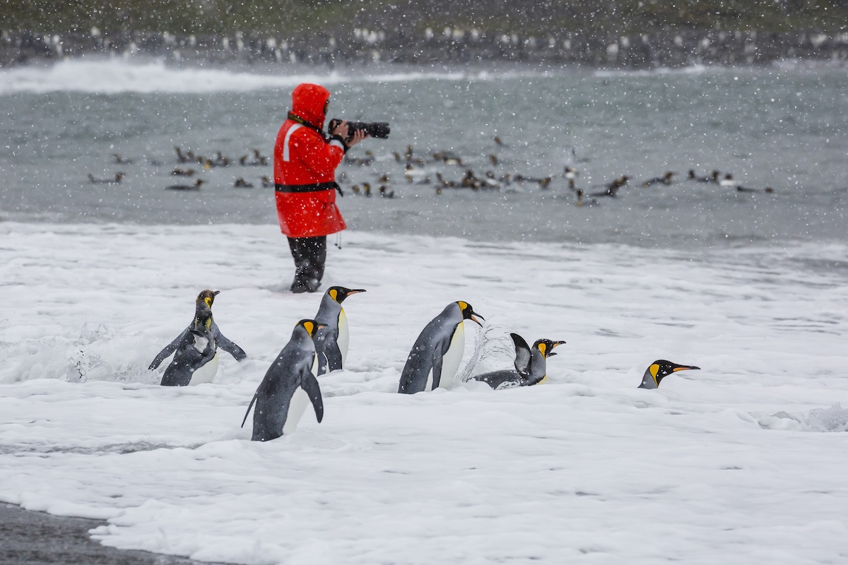 jumping penguins