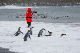 jumping penguins