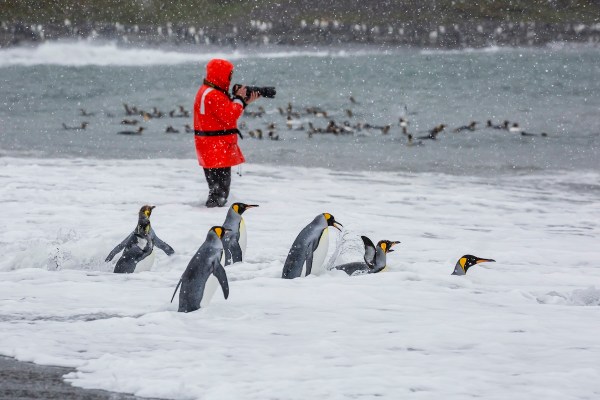jumping penguins