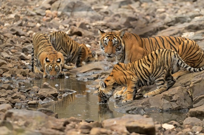 tigress cubs trail cam
