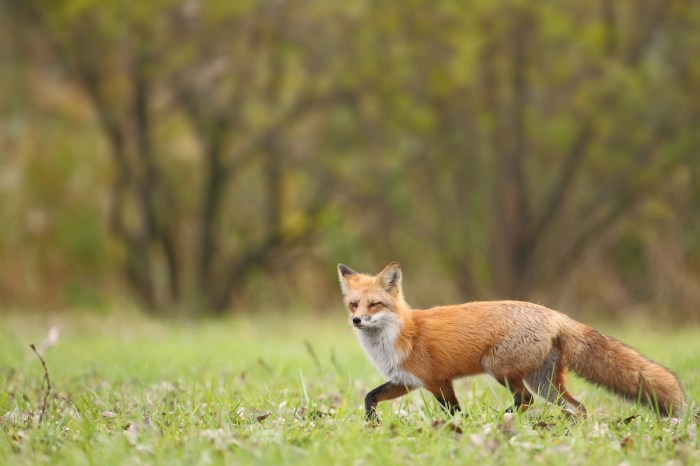 fox dog