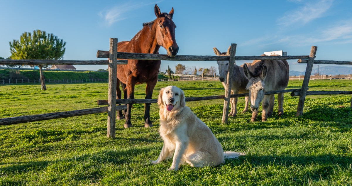 Hilarious Pet Camera Footage Shows Dogs Throwing A Wild Party