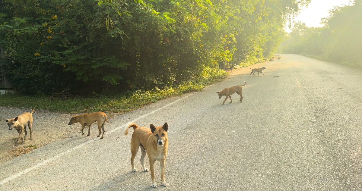 Incredible Woman Pulls Over For A Stray Dog And Ends Up Saving Thousands
