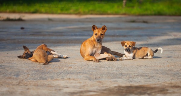 Incredible Woman Pulls Over For A Stray Dog And Ends Up Saving Thousands