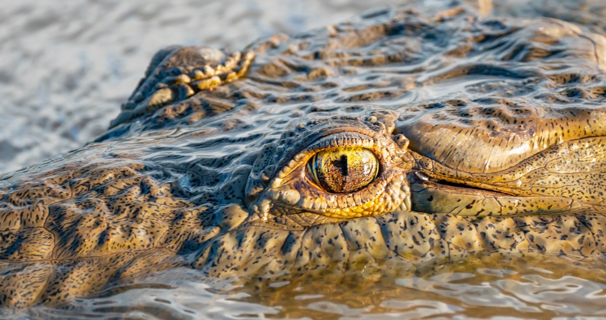 Man Is Hospitalized Following Gnarly Crocodile Attack