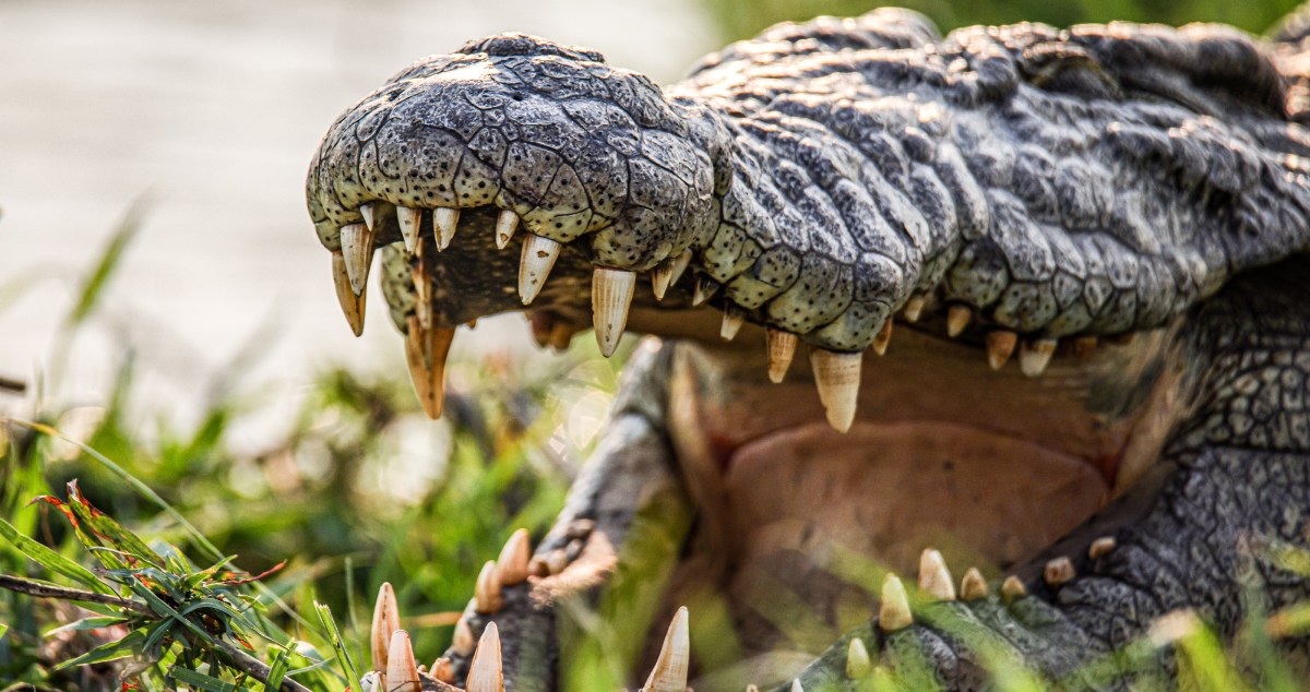 Man Is Hospitalized Following Gnarly Crocodile Attack