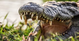 Man Is Hospitalized Following Gnarly Crocodile Attack