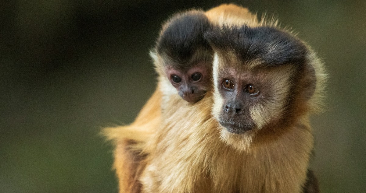 Serious Monkey Business: A Monkey Is Caught In Tennessee After Destroying A Music Shop