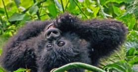 National Park Rejoices After Wild Mountain Gorilla Gives Birth To Twins