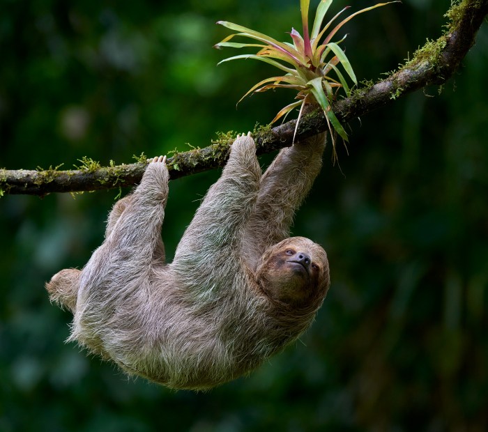 New Immersive Park Is Dedicated To Sloths