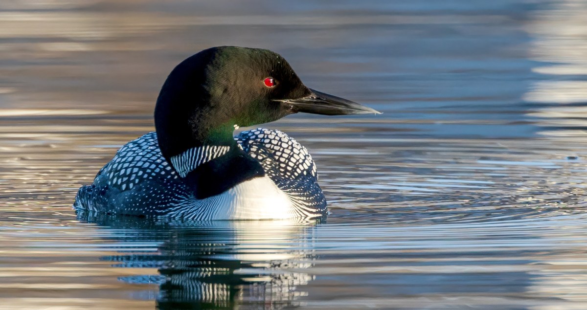 Officials Are 'Cautiously Optimistic'At The Comeback Of An Animal They Thought Was Extinct 