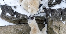 Polar Bear Playtime In The Snow Sparks Pure Joy Online