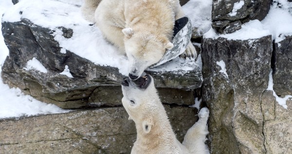 Polar Bear Playtime In The Snow Sparks Pure Joy Online